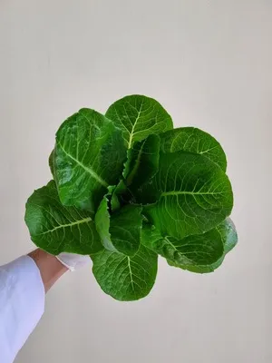 A gloved hand holding a freshly harvested head of lettuce