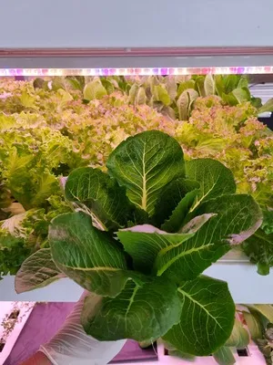 Lettuce under LED light