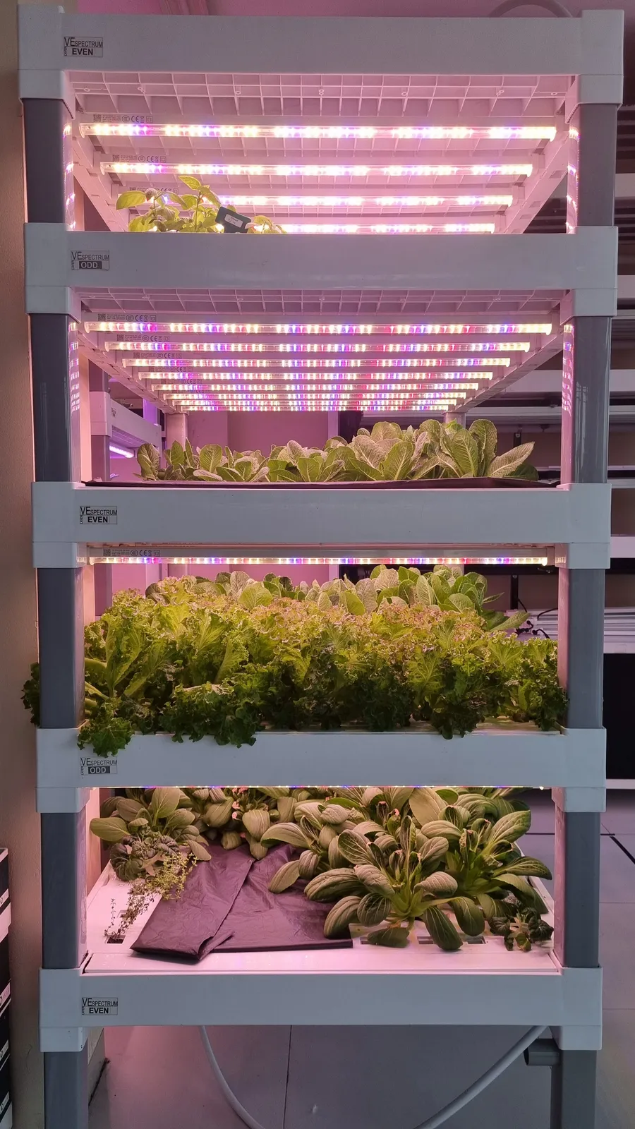 Greens on a lit vertical rack