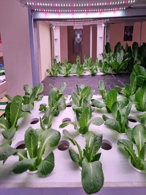 Seedlings in rows on a multi-layer Akar rack